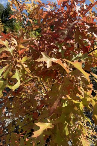 Ornamental Trees