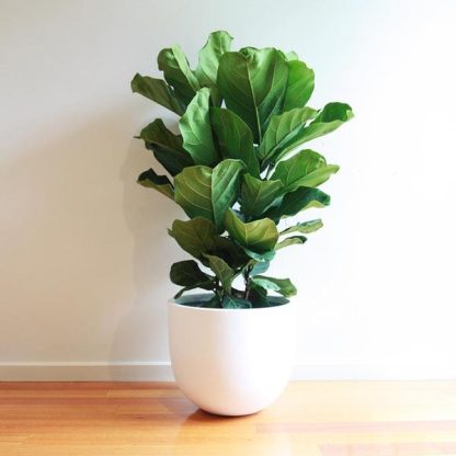 Fiddle Leaf Fig Tree