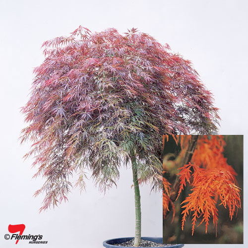 Japanese Maple Weeping Tree Pearcedale, Weeping Trees For Small Gardens Australia
